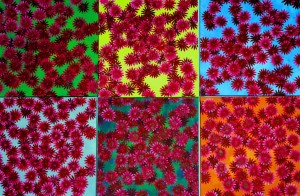 rootless acrylic on canvas 6 x 60 x 60 cm