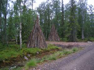 birch-sculpture in lapland