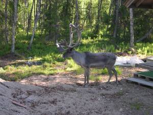 jerisjärvi, lapland, finland
