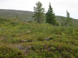 pallas, lapland, finland